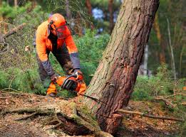 Best Seasonal Cleanup  in Mason City, IA