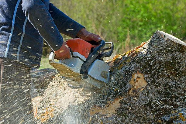 Trusted Mason City, IA  Tree Services Experts